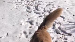 Golden retriever catching snow and eating it