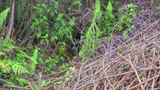 Wild Baby Pigs - Homestead Wildlife