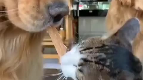 Dog feed kitty snack