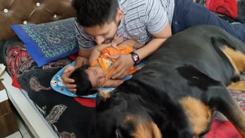 The protector dog, Dog protecting baby, watch