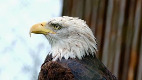 Watching Bald Eagle in Nature - Bird of Prey