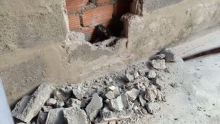 Cat Caught in Brick Wall Saved