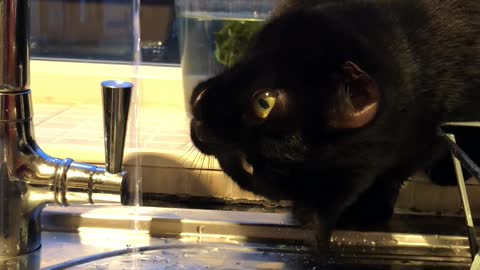 Cat is Captivated by Faucet