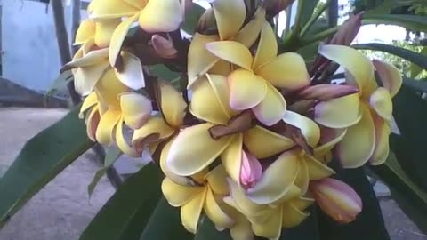 A beautiful bunch of yellow plumerias, some are closed [Nature & Animals]