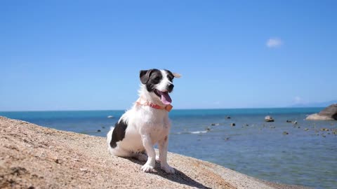 Beautiful Dog by the Sea at Beach