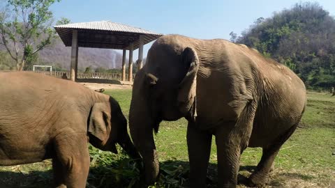 Elephant mother and baby squabble over food