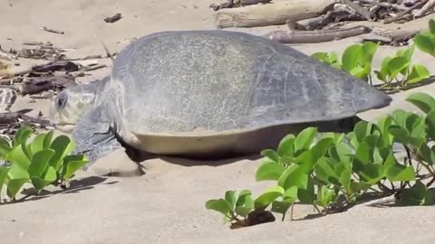 Removing Fish Hook from a Nesting Sea Turtle Mouth