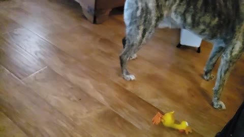 Slo-mo Dog playing with toy