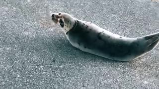 Helping an Adorable Seal in the Road