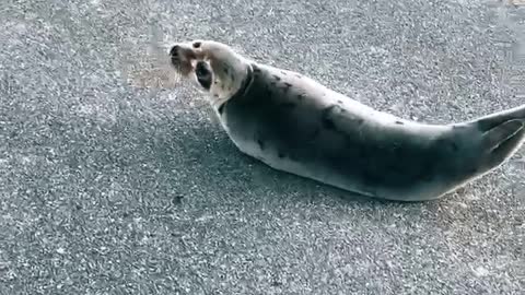 Helping an Adorable Seal in the Road