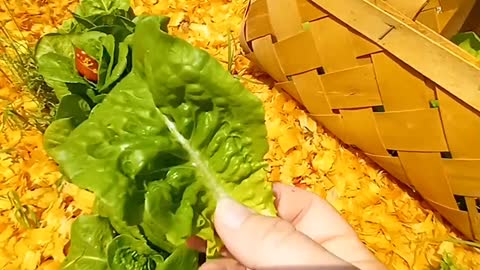 How to harvest lettuce