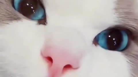 Cute Blue-Eyed Cat 😻😻😻