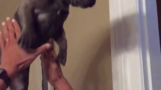 French bulldog thrown in air