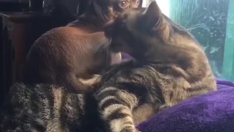 Cat licks brown dog sitting on him