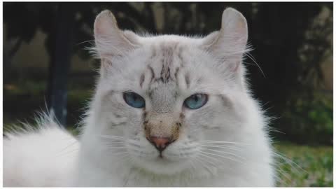 Personality of the Highlander Lynx Cat!