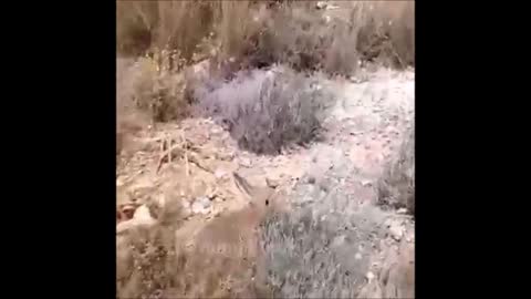 Four cheetahs are hunting one ostrich