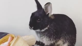 Black bunny eating banana