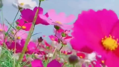 blue sky white clouds flowers