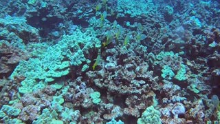 Just some tropical fish, corral, and a great dive!