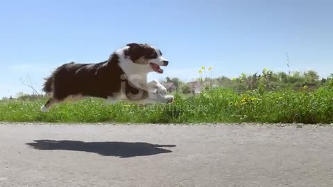 Dog running fast