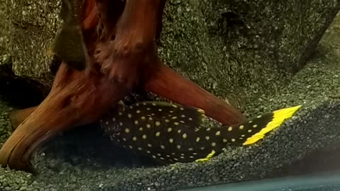 L18 golden nugget pleco