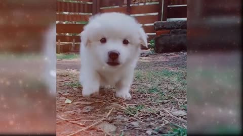 Cute & Funny puppy compilation enjoy!