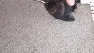 Rescued Baby Bird Likes to Talk Back