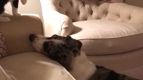 Basset hound and cat play fight on couch