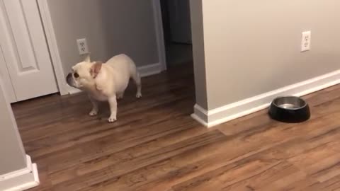 Angry French Bulldog on Diet Throws Tantrums for Not Getting Food -