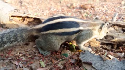 Squirrel like to eat white Ant's ❤️🐿️