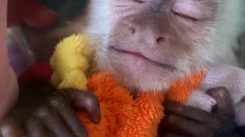 Baby Capuchin Monkey Needs a Nap