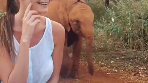 Orphaned baby elephant running home to get their milk