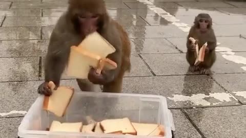Monkeys 🙈 during lunchtime!!