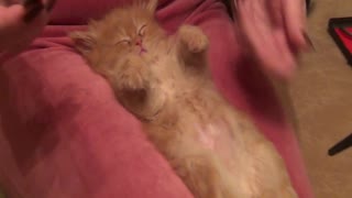 Sleeping kitten preciously receives manicure