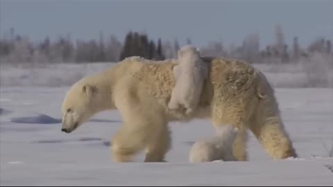 Polar Family Road Trip #Polar Bear #Bear #Panda