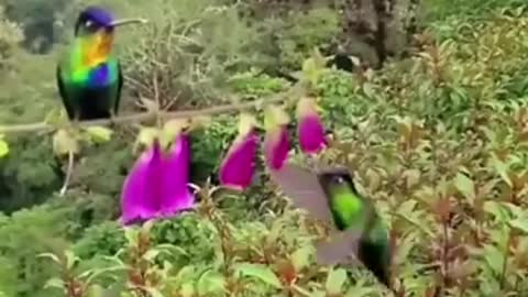 A lovely beautiful bird making a lovely presentation of nature