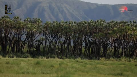 Ethiopian Wildlife Awash National Park