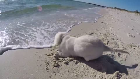 Puppy isn't happy when waves fill up his newly dug hole