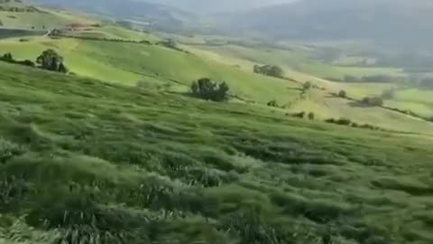 The Wind True The Grass In The Mountains