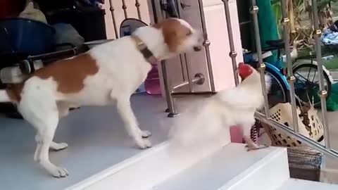Dog vs Roaster