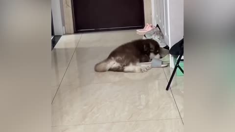 A dog playing with shoes