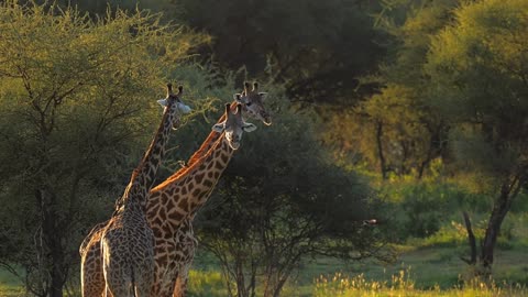 Tower of giraffes in natural habitat. Slow motion shot of group of exotic african