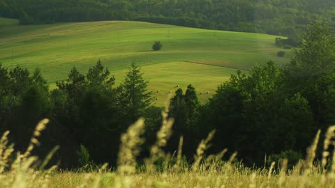 Unlock the Mystery: Meditate with Breathtaking Green Hills & Enchanting Nature Sounds | ASMR