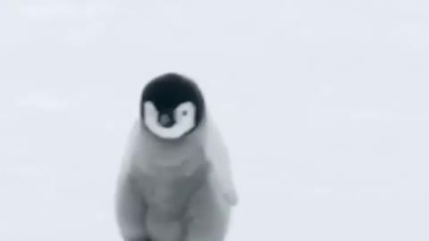 Best of Funny Penguins