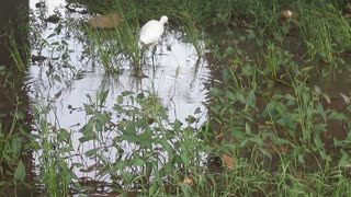 Little Egret 4