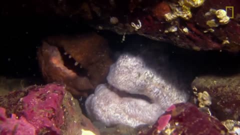 Meet the Intimidating Eel That Mates For Life | National Geographic