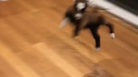 baby goat - bouncy