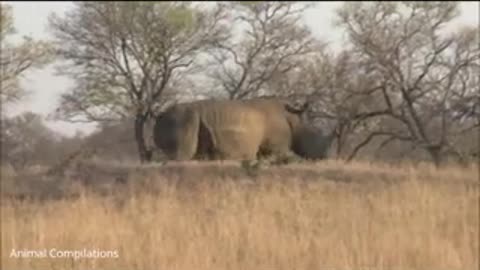 Baby Rhino Charging - 😄Funny Compilation