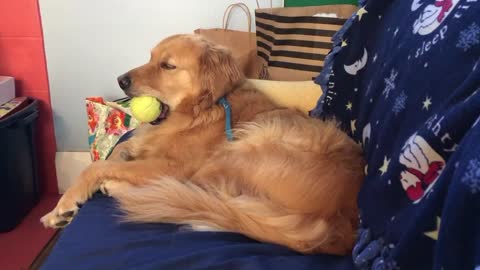 Dog Struggles To Keep Eyes Open But Still Holds On To Favorite Ball