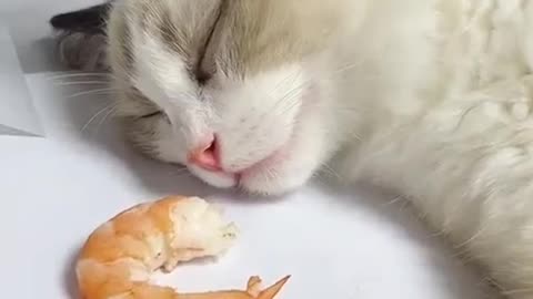 Very cute cat being woken up with shrimp